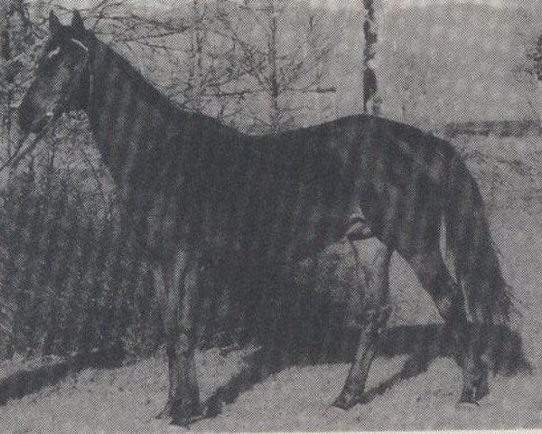 stallion Koenigstraum xx (Thoroughbred, 1982, from Luciano xx)