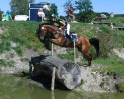 Cavallo da salto Wicky 214 (Bayer, 2004, di Korsar II)