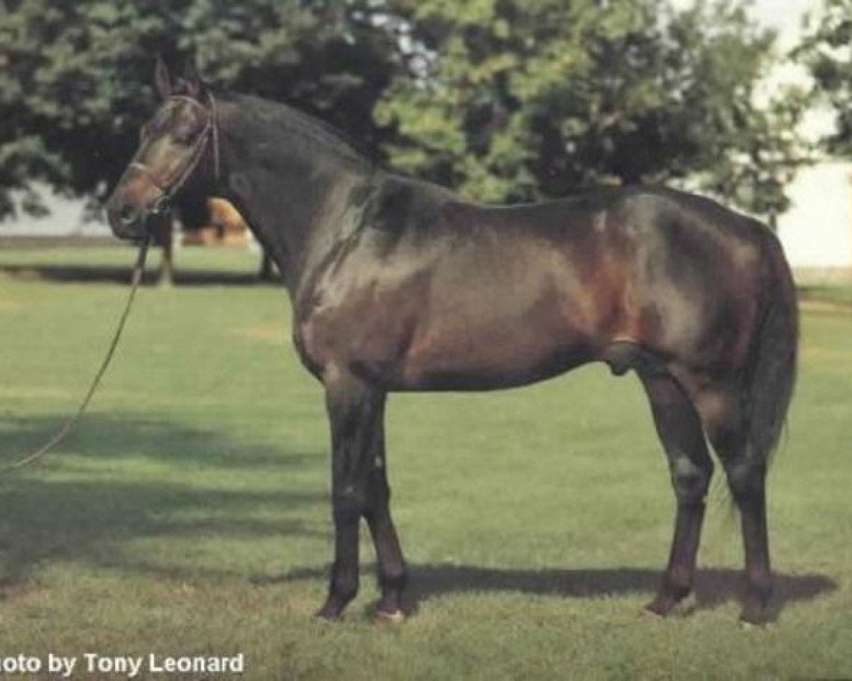 stallion Big Spruce xx (Thoroughbred, 1969, from Herbager xx)