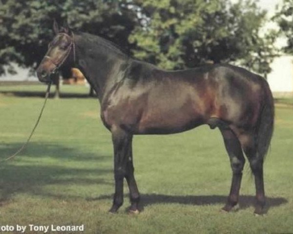stallion Big Spruce xx (Thoroughbred, 1969, from Herbager xx)