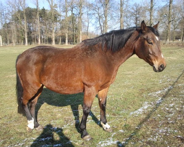 broodmare Lakisha (Oldenburg, 1998, from Laurion)