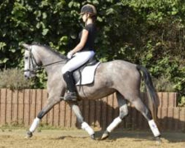 dressage horse Malibu (German Riding Pony, 2008, from Mondego) dressage horse Malibu (German Riding Pony, 2008, from Mondego)