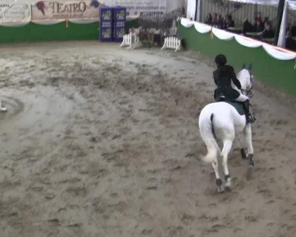 Springpferd Silvia 49 (Hannoveraner, 1996, von Silvio I)