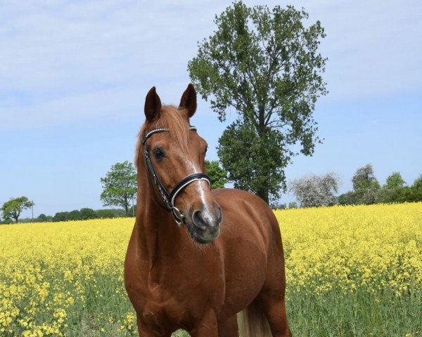 dressage horse Feiner Lord 2 (Westphalian, 1999, from Feuerglanz)
