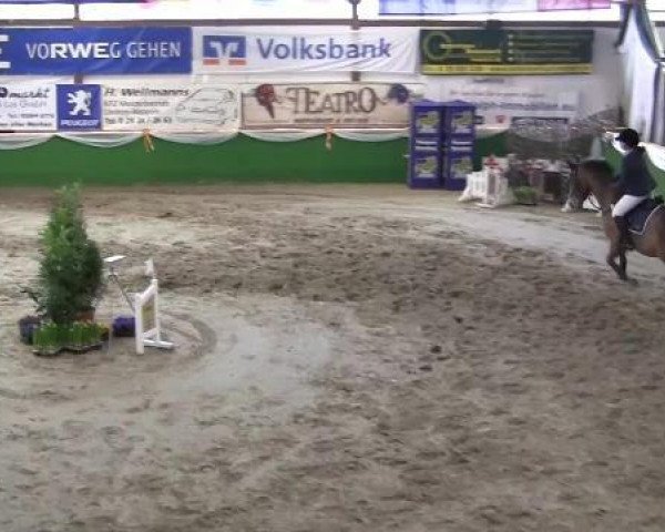 jumper Dario vd Roshoeve (Belgian Warmblood, 2003, from Electro)