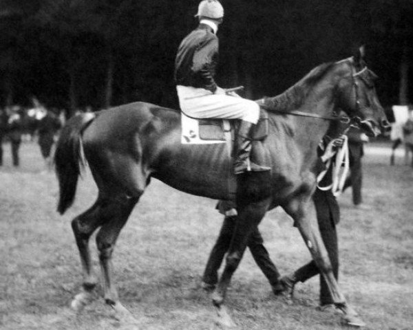 Deckhengst Ksar xx (Englisches Vollblut, 1918, von Bruleur xx)