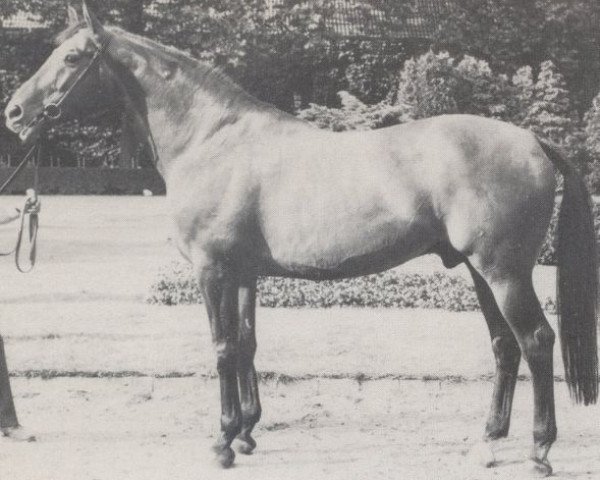 stallion Sonnenkönig xx (Thoroughbred, 1959, from Zuccarello xx)