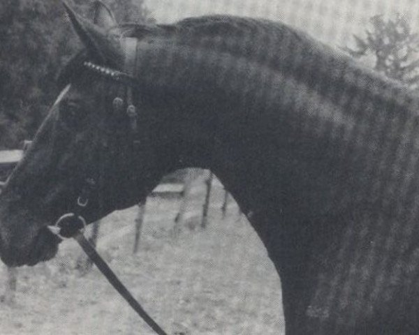 Deckhengst Wellington (Oldenburger, 1977, von Weltmeister)