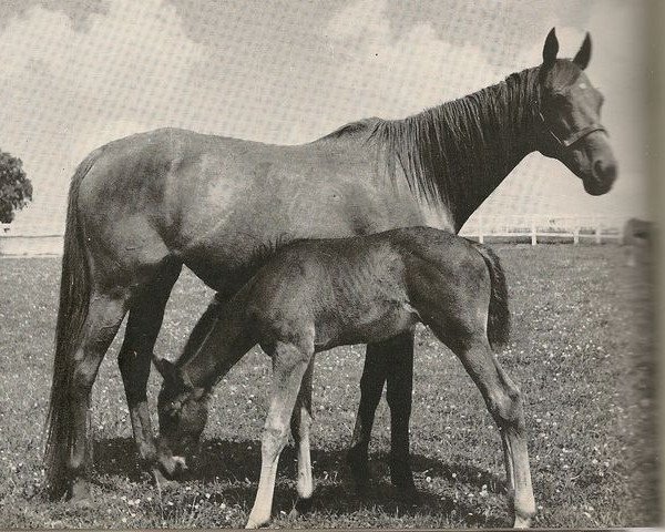 broodmare Djezima xx (Thoroughbred, 1933, from Asterus xx)