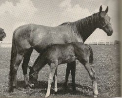 broodmare Djezima xx (Thoroughbred, 1933, from Asterus xx)