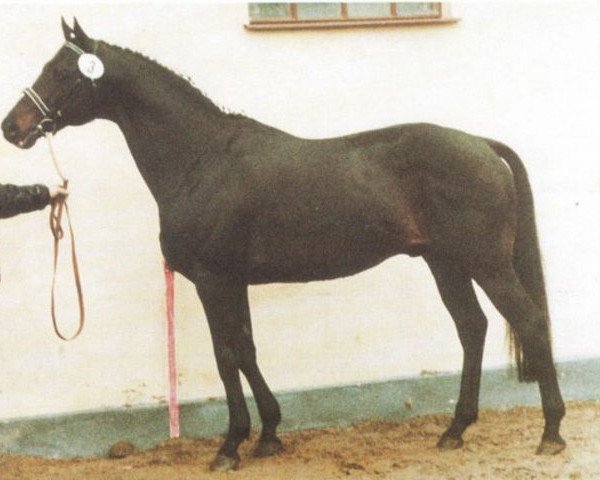Deckhengst Columbus xx (Englisches Vollblut, 1973, von Priamos xx)
