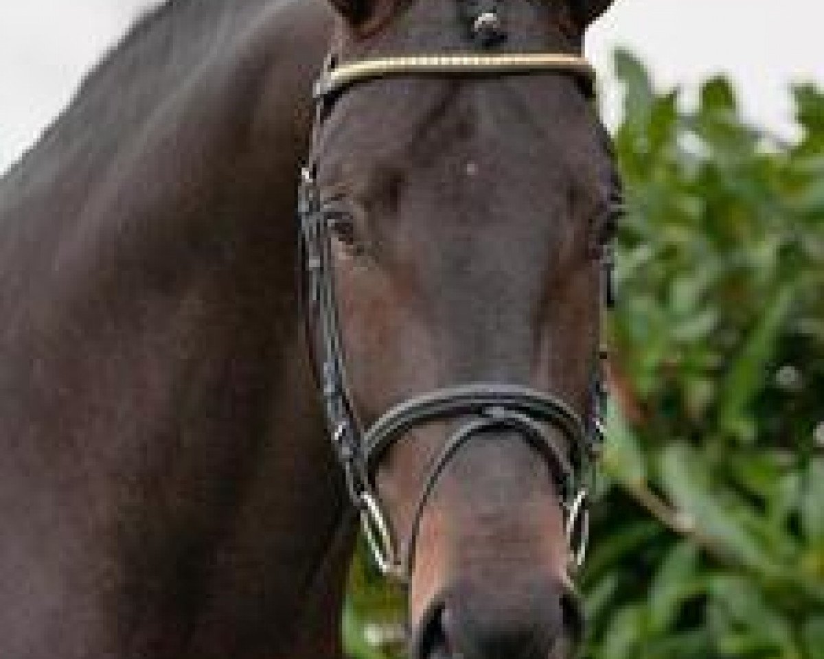 Deckhengst Kardinal (Oldenburger, 2009, von Krack C)
