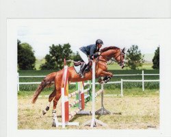 broodmare Lawaihaway (Oldenburg show jumper, 2008, from Lordanos)