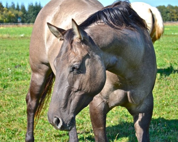 Pferd FHS No Limits (Quarter Horse, 2007, von Great Holly Pine) Pferd FHS No Limits (Quarter Horse, 2007, von Great Holly Pine)