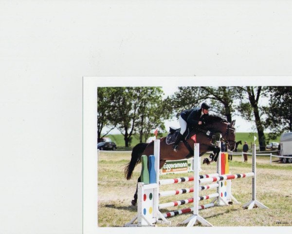 Zuchtstute Gil Ass (Deutsches Sportpferd, 2008, von Con Sherry) Zuchtstute Gil Ass (Deutsches Sportpferd, 2008, von Con Sherry)