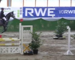 jumper Cornado's Casanova (Westphalian, 2007, from Cornado NRW)