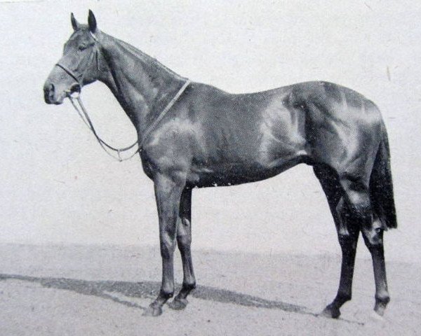 stallion Combat xx (Thoroughbred, 1944, from Big Game xx)