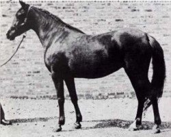 broodmare Niseyra 1935 ox (Arabian purebred, 1935, from Rissam 1928 ox)