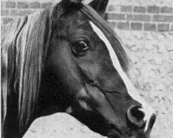stallion Champurrado ox (Arabian purebred, 1940, from Irex ox)