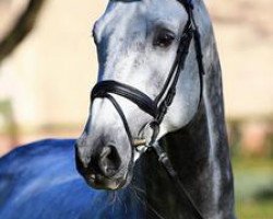 stallion Cornelius 37 (Danish Warmblood, 2005, from Casir Ask)