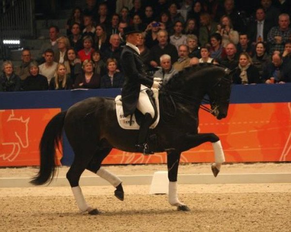 stallion Netto (KWPN (Royal Dutch Sporthorse), 2003, from Negro)