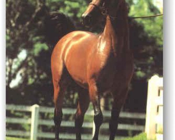 stallion St. Simon ox (Arabian purebred, 1973, from Benjamin ox)
