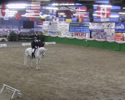 Dressurpferd Naschuk (Deutsches Reitpferd, 2006, von Nock-Out)