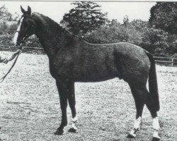 Deckhengst El Corona (KWPN (Niederländisches Warmblut), 1986, von Amor)