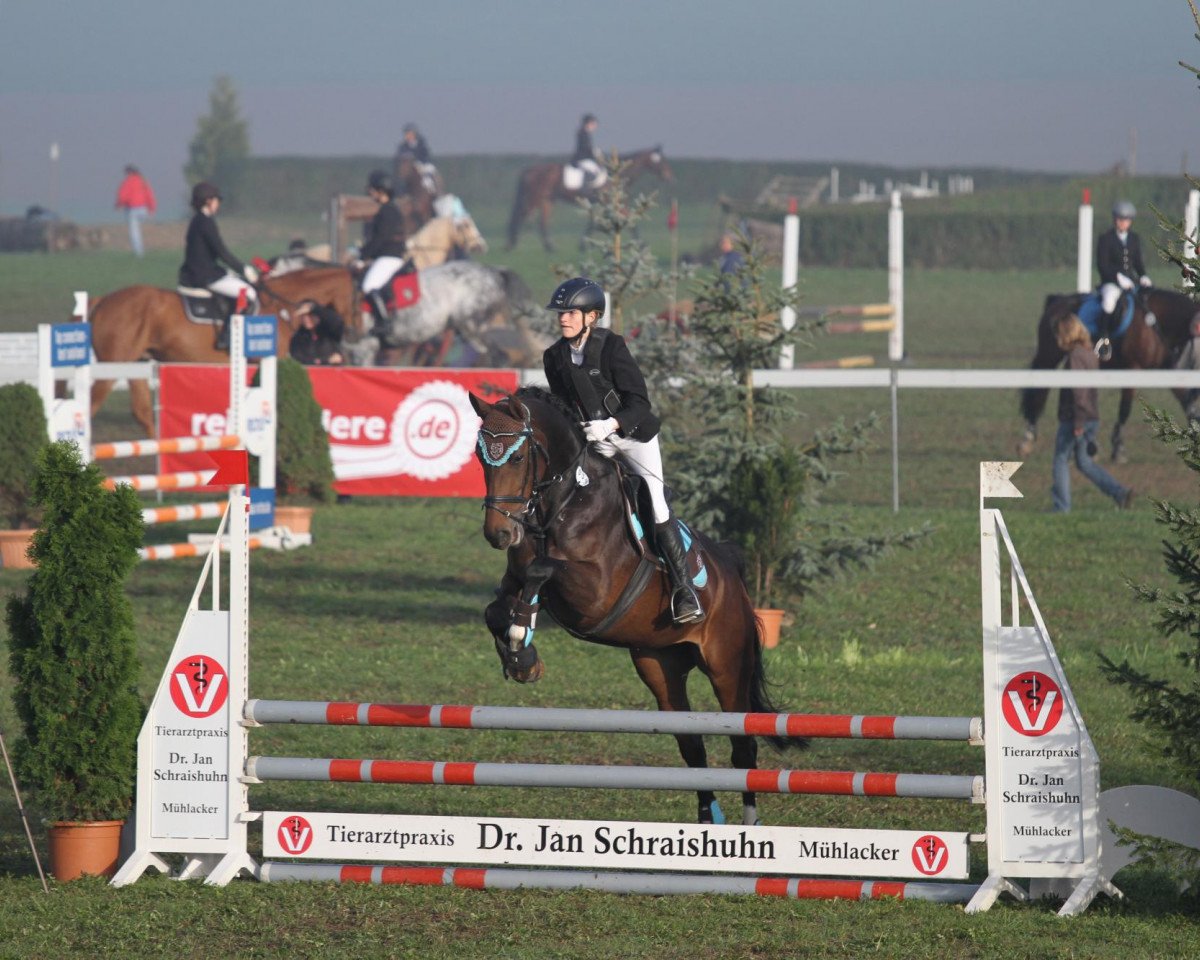 Skokový kůň H.W.'s Comtesse (Hannoverský kůň, 2007, od Contendro I)