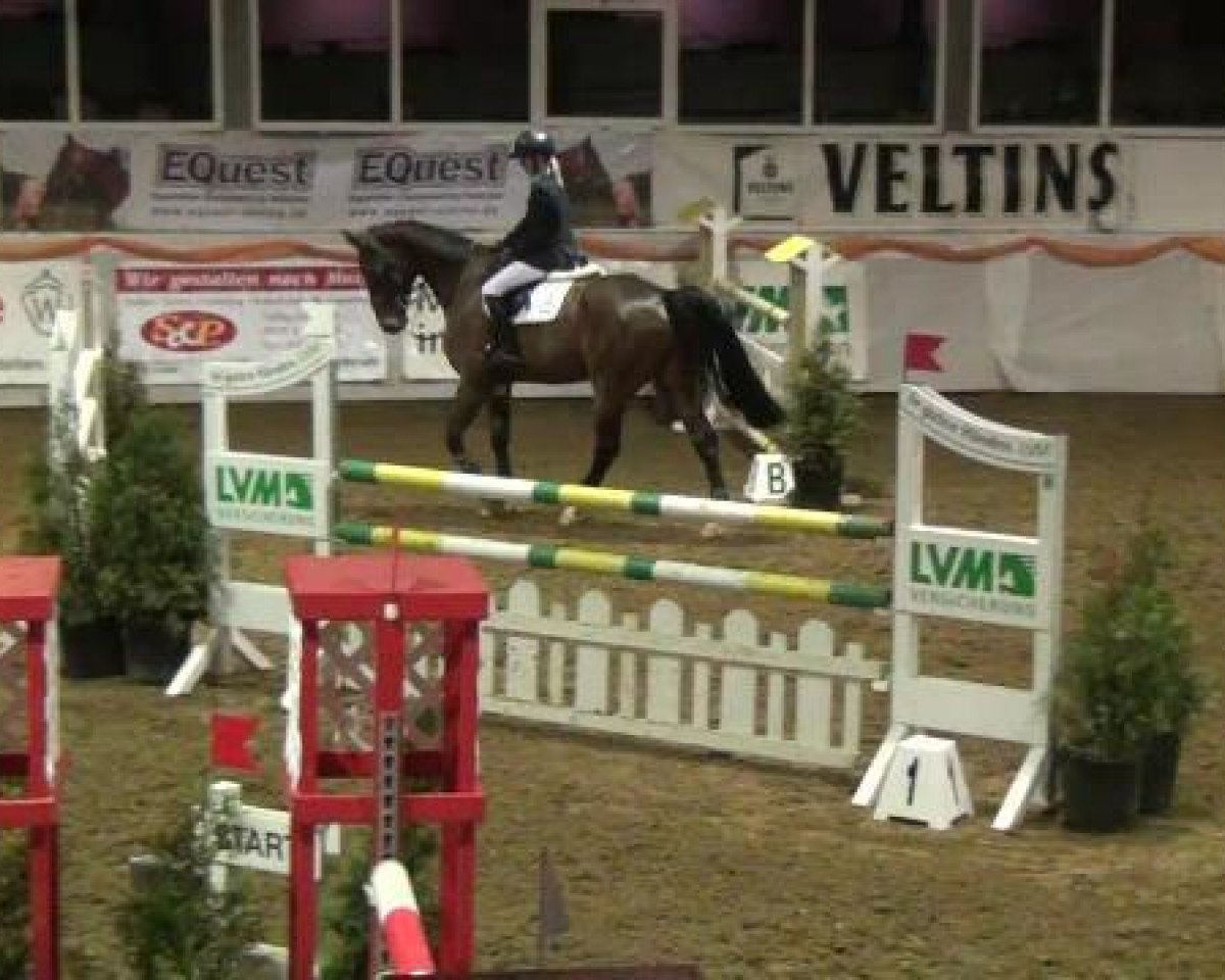 jumper Arden 3 (Zangersheide riding horse, 2007)