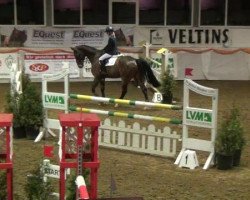 jumper Arden 3 (Zangersheide riding horse, 2007)