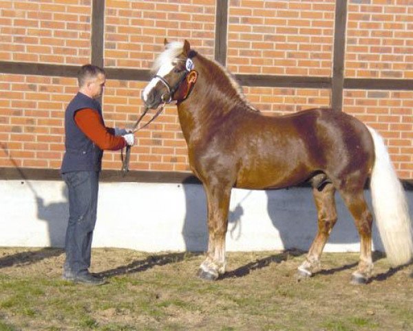 Dressurpferd Michel (Schwarzwälder Kaltblut, 2006, von Modus)