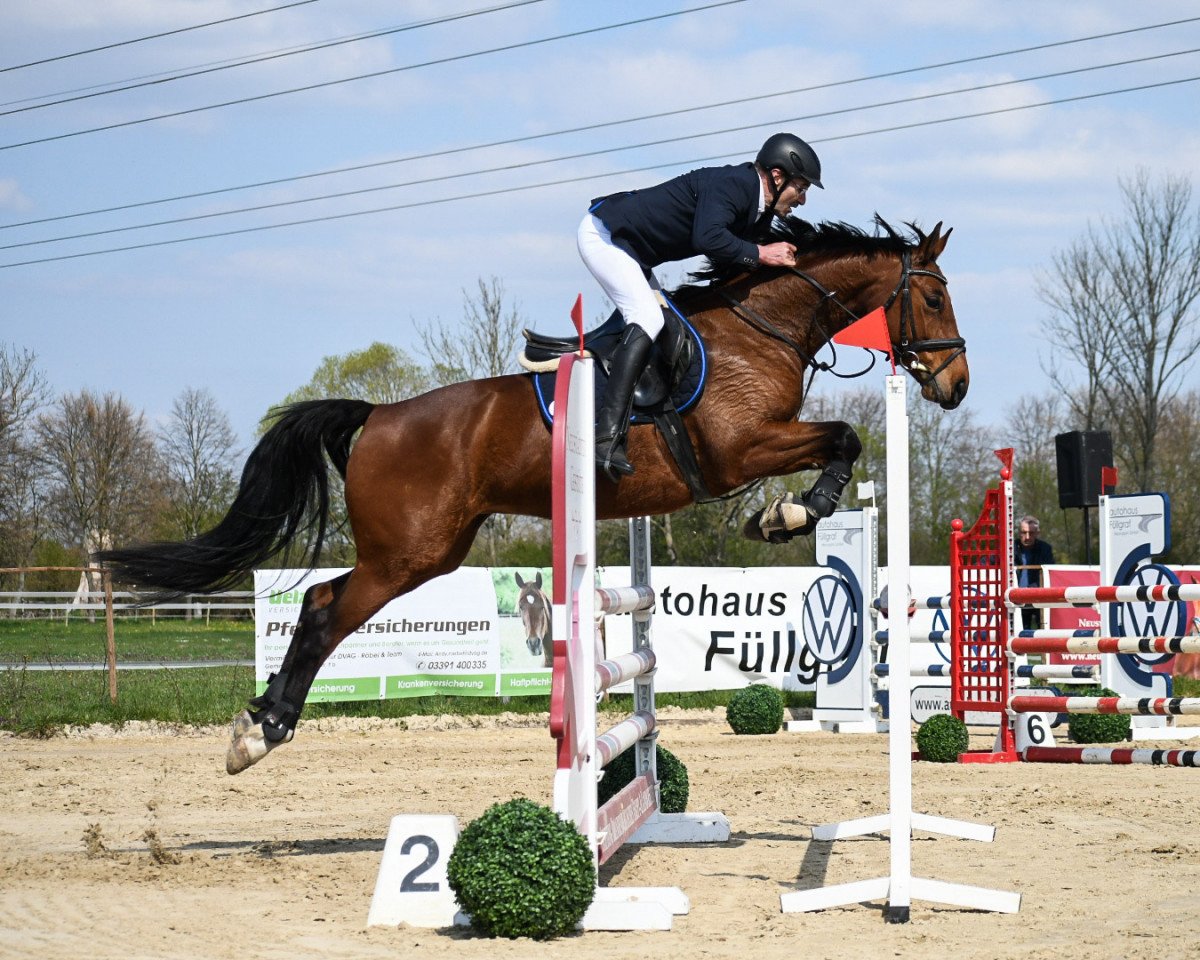 Caballo de salto Libertin 6 (Westfaliano, 2014, de Los Angeles)
