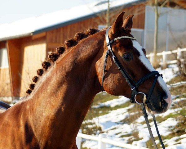 dressage horse Auheim's Rhaposario (Oldenburg, 2003, from Rosario 37)