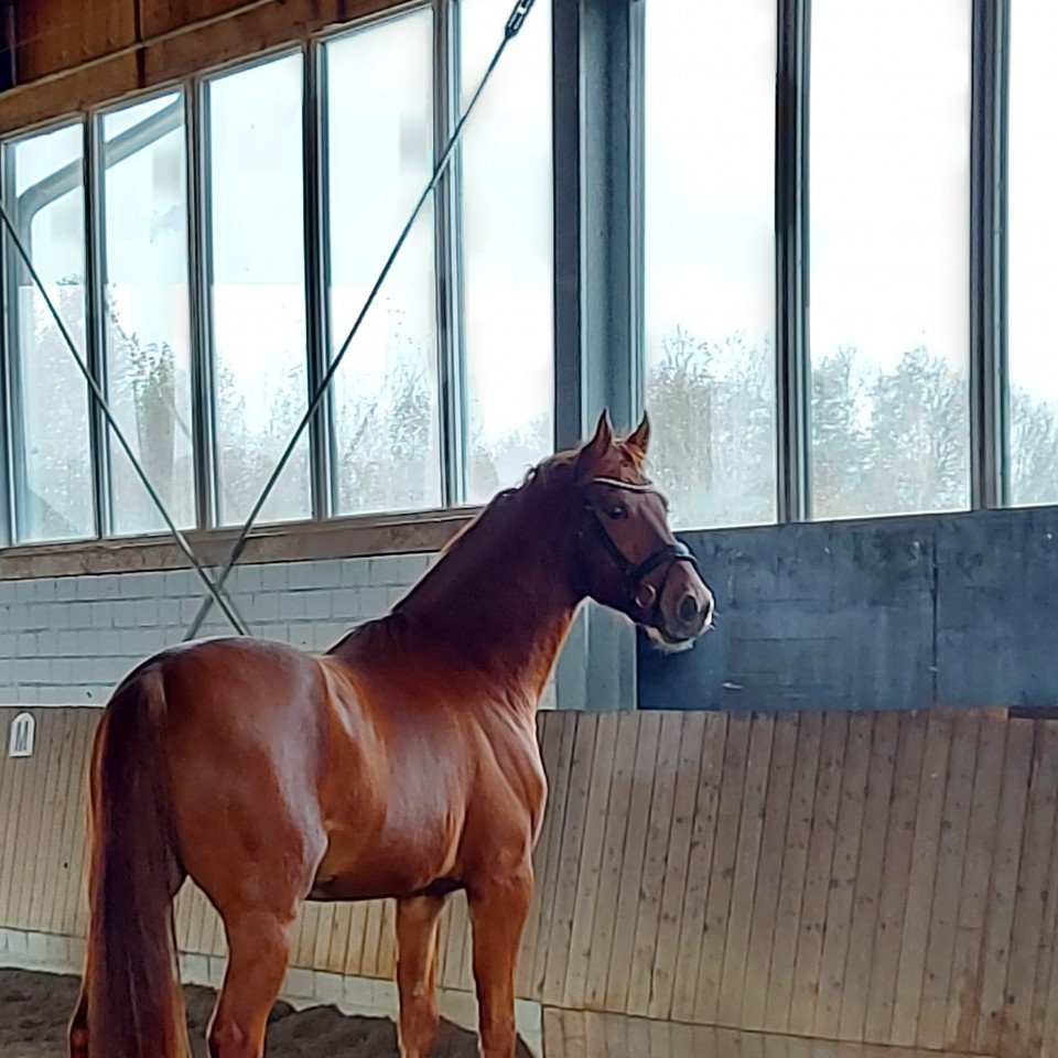 horse DerYano CS (Hanoverian, 2018, from Desperado)