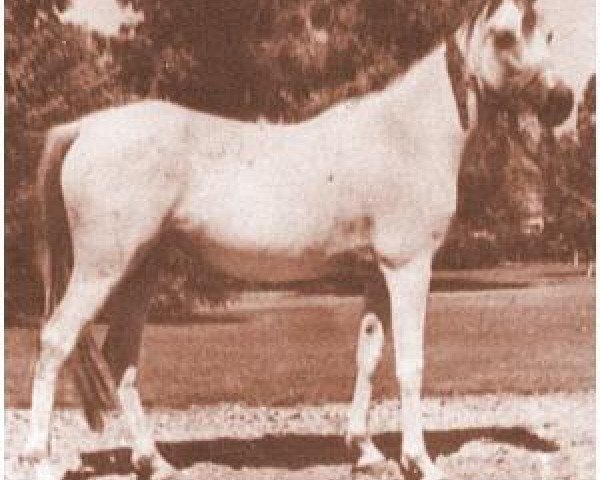 broodmare Maysouna 1948 RAS (Arabian purebred, 1948, from Kheir 1924 RAS) broodmare Maysouna 1948 RAS (Arabian purebred, 1948, from Kheir 1924 RAS)