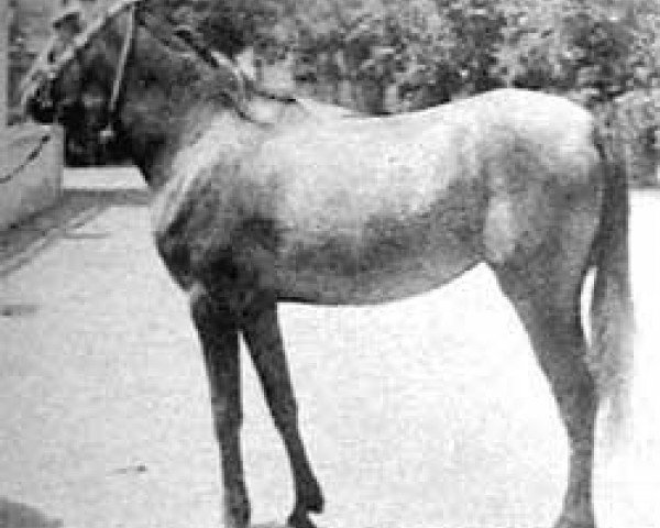broodmare Naama 1961 ox (Arabian purebred, 1961, from Anter 1946 EAO)