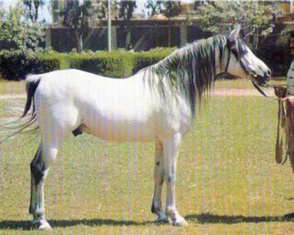 stallion Shaarawi 1961 EAO (Arabian purebred, 1961, from Morafic 1956 EAO)