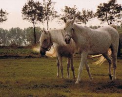 broodmare Molesta 1968 EAO (Arabian purebred, 1968, from Hadban Enzahi 1952 EAO)