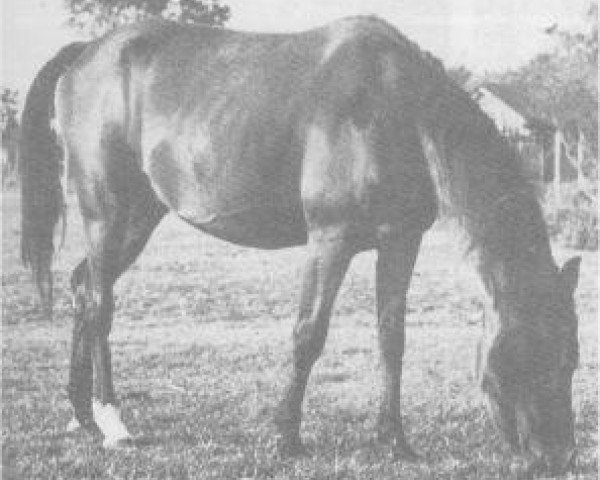 broodmare Moheba 1951 RAS (Arabian purebred, 1951, from Sid Abouhom 1936 RAS)