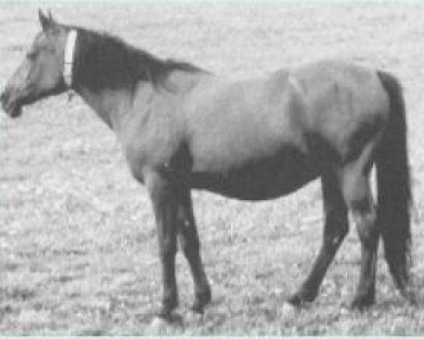 broodmare Malacha 1955 EAO (Arabian purebred, 1955, from El Sareei 1942 RAS)