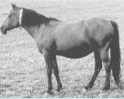 broodmare Malacha 1955 EAO (Arabian purebred, 1955, from El Sareei 1942 RAS)