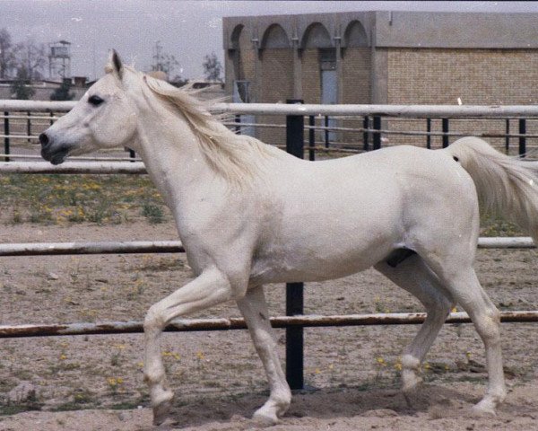 stallion Ibrahim 1973 ox (Arabian purebred, 1973, from Mahomed 1968 ox)