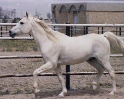 stallion Ibrahim 1973 ox (Arabian purebred, 1973, from Mahomed 1968 ox)