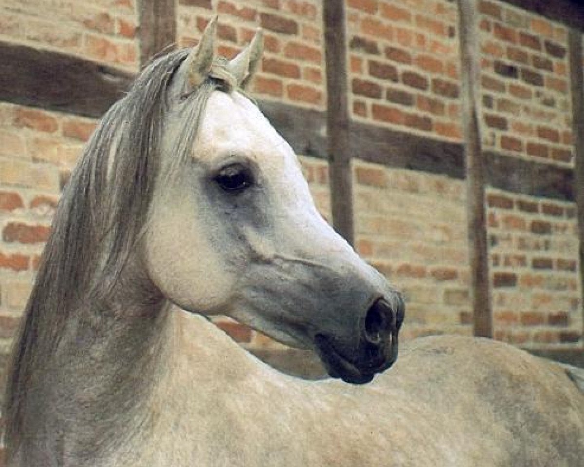 stallion Machmut 1979 EAO (Arabian purebred, 1979, from Ibrahim 1973 ox)
