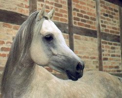 stallion Machmut 1979 EAO (Arabian purebred, 1979, from Ibrahim 1973 ox)
