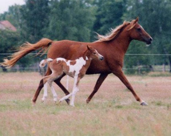 horse Ghazalia 1995 ox (Arabian purebred, 1995, from Manial II 1985 ox)