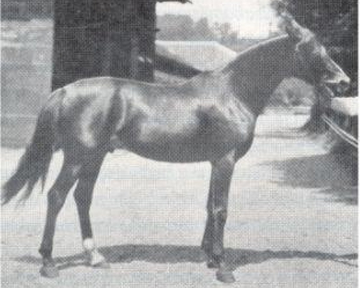 stallion Kemir Sven Hedin 1905 ox (Arabian purebred, 1905, from Souakim 1894 ox)