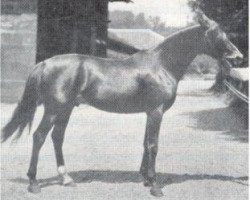 stallion Kemir Sven Hedin 1905 ox (Arabian purebred, 1905, from Souakim 1894 ox)