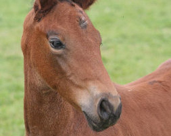 jumper Scarlett (Hanoverian, 2012, from Scolari)